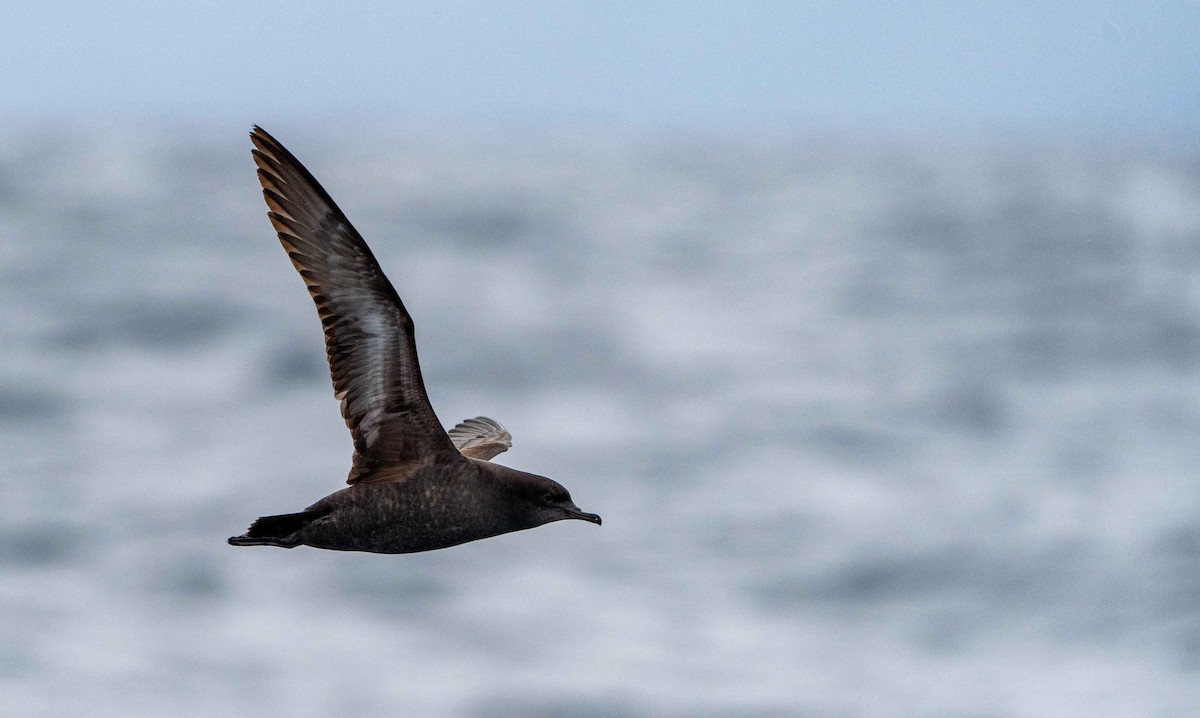 Short-tailed Shearwater - ML560155131