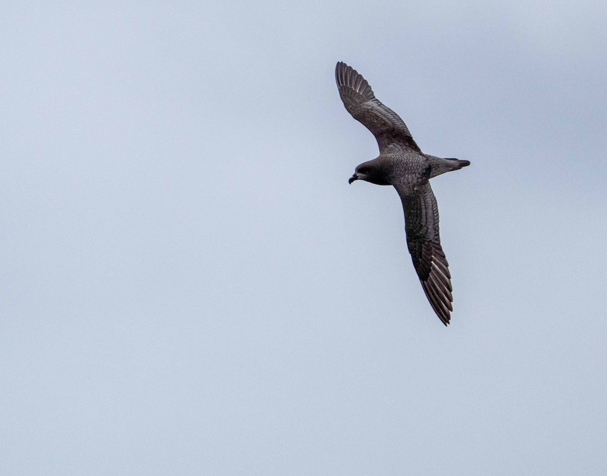 Providence Petrel - ML560155261