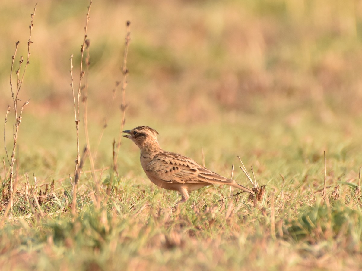 Tawny Lark - Sabarish  D