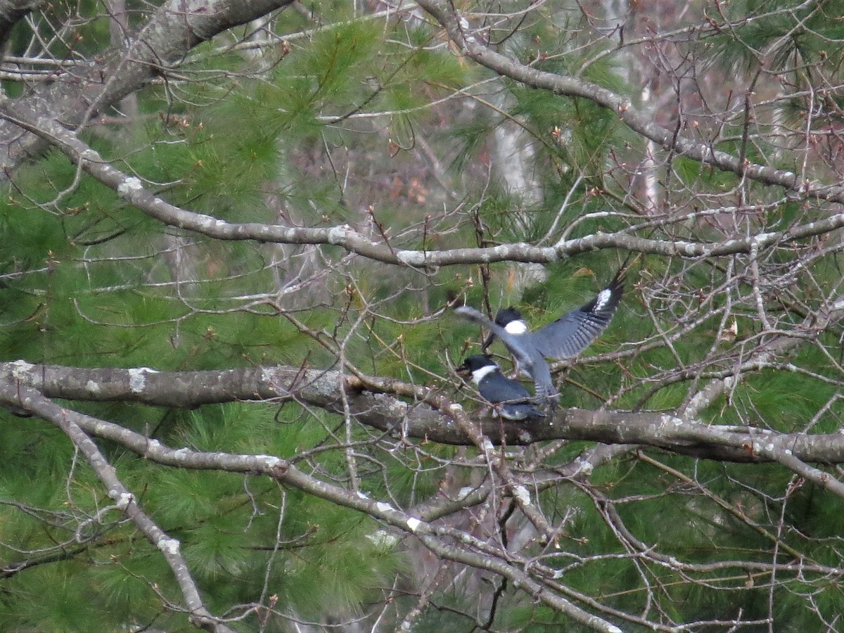 Belted Kingfisher - ML56015551