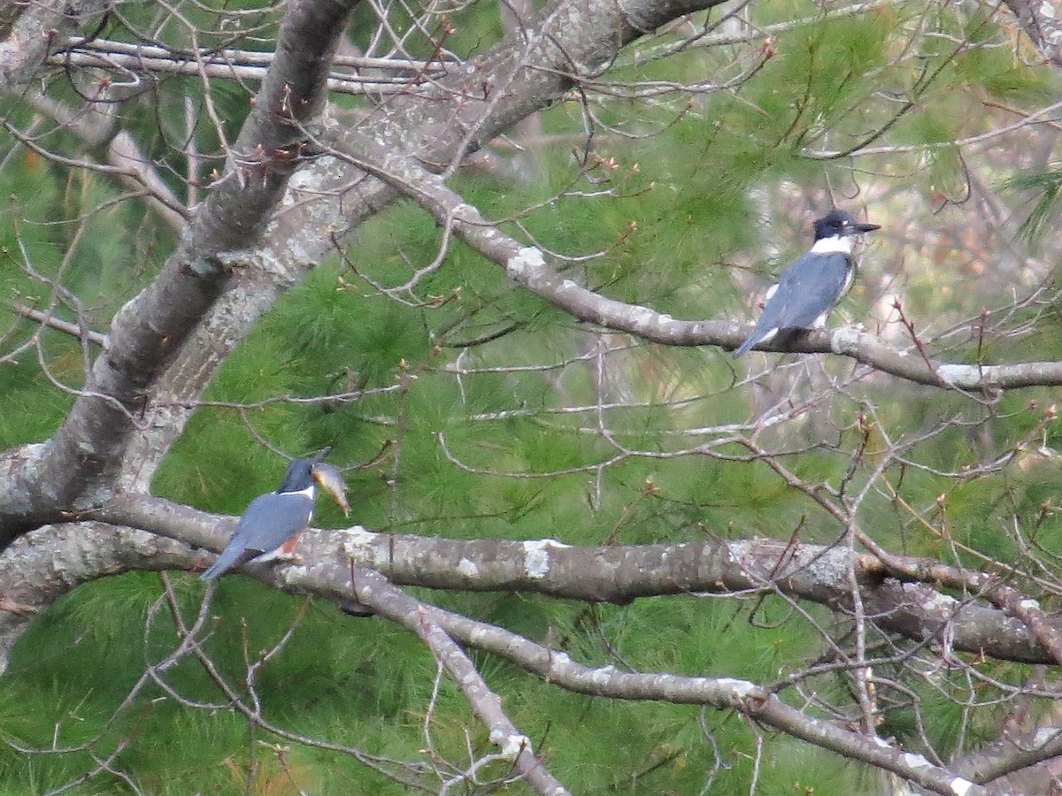 Belted Kingfisher - ML56015571