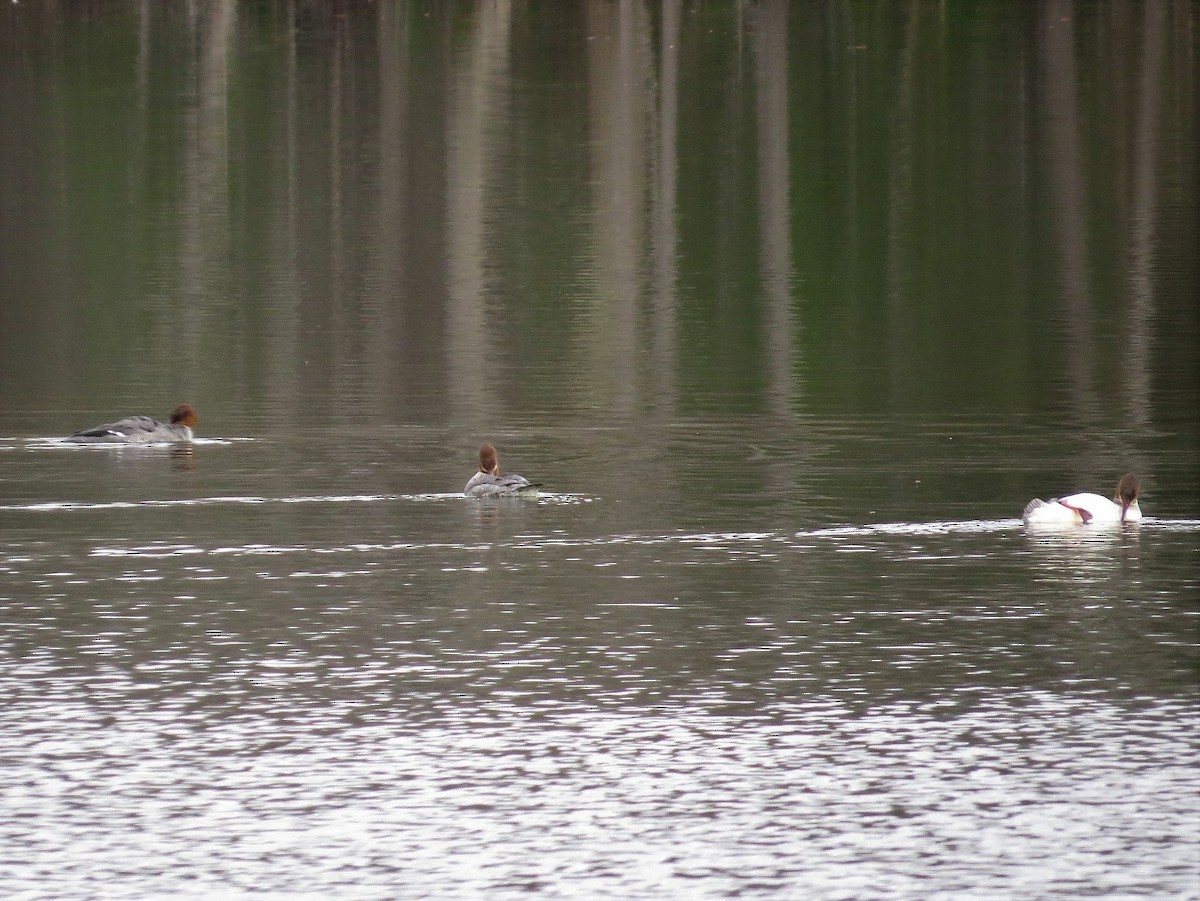 Common Merganser (North American) - ML56015581