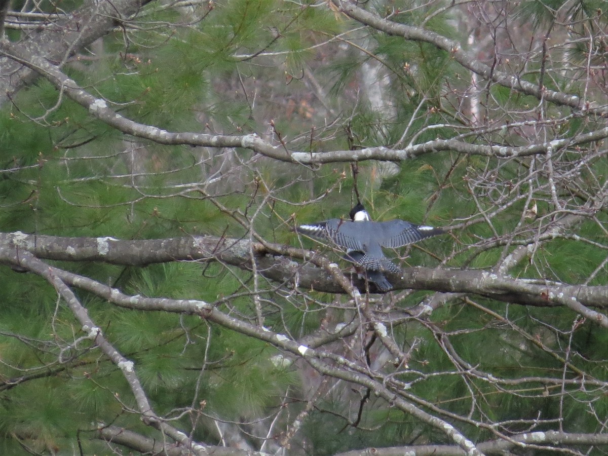 Belted Kingfisher - ML56015591