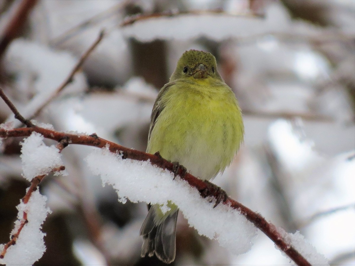 Lesser Goldfinch - ML56015721