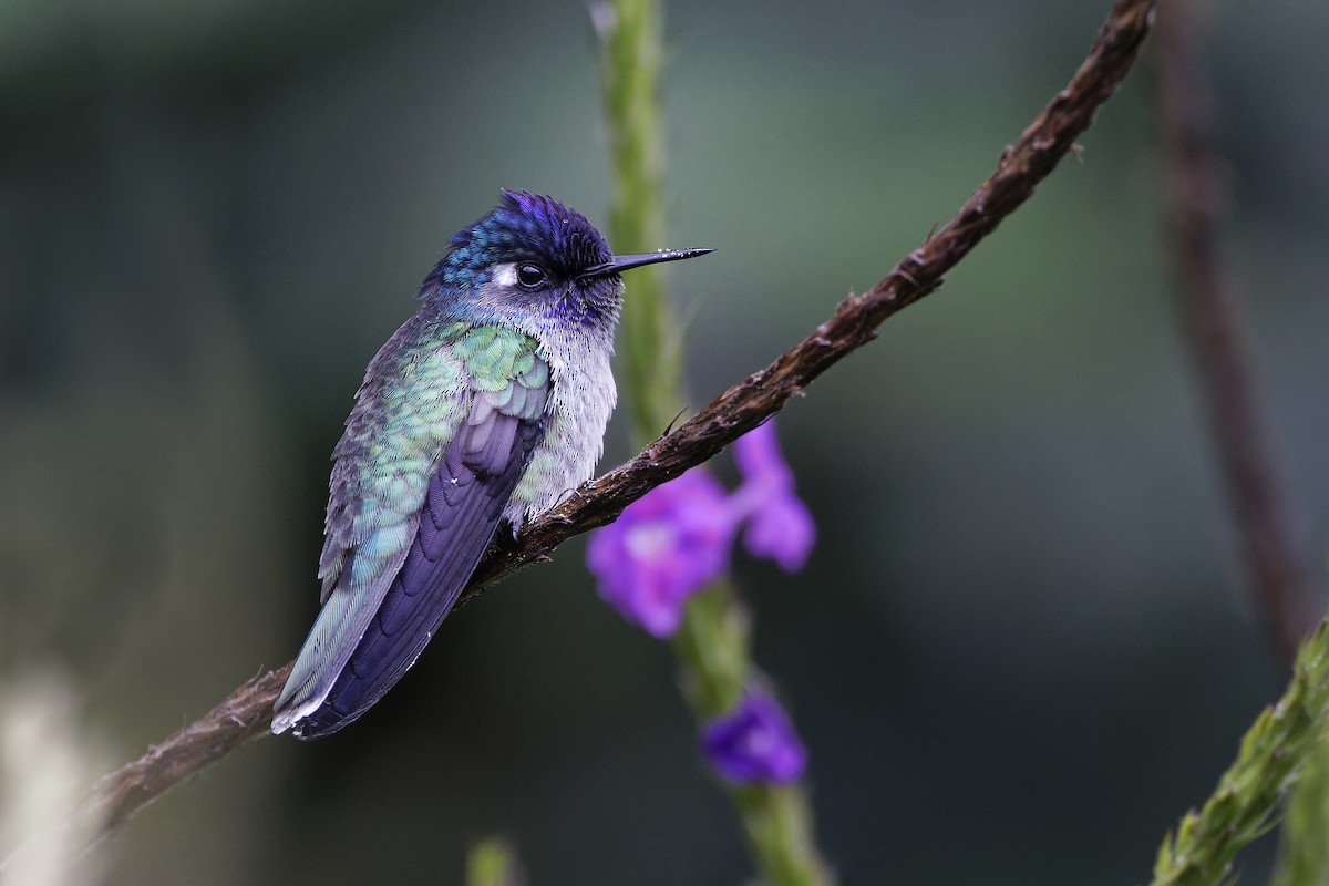 Violet-headed Hummingbird - ML560157451