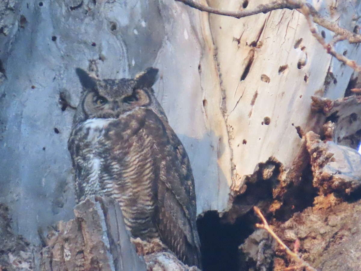 Great Horned Owl - ML560157581