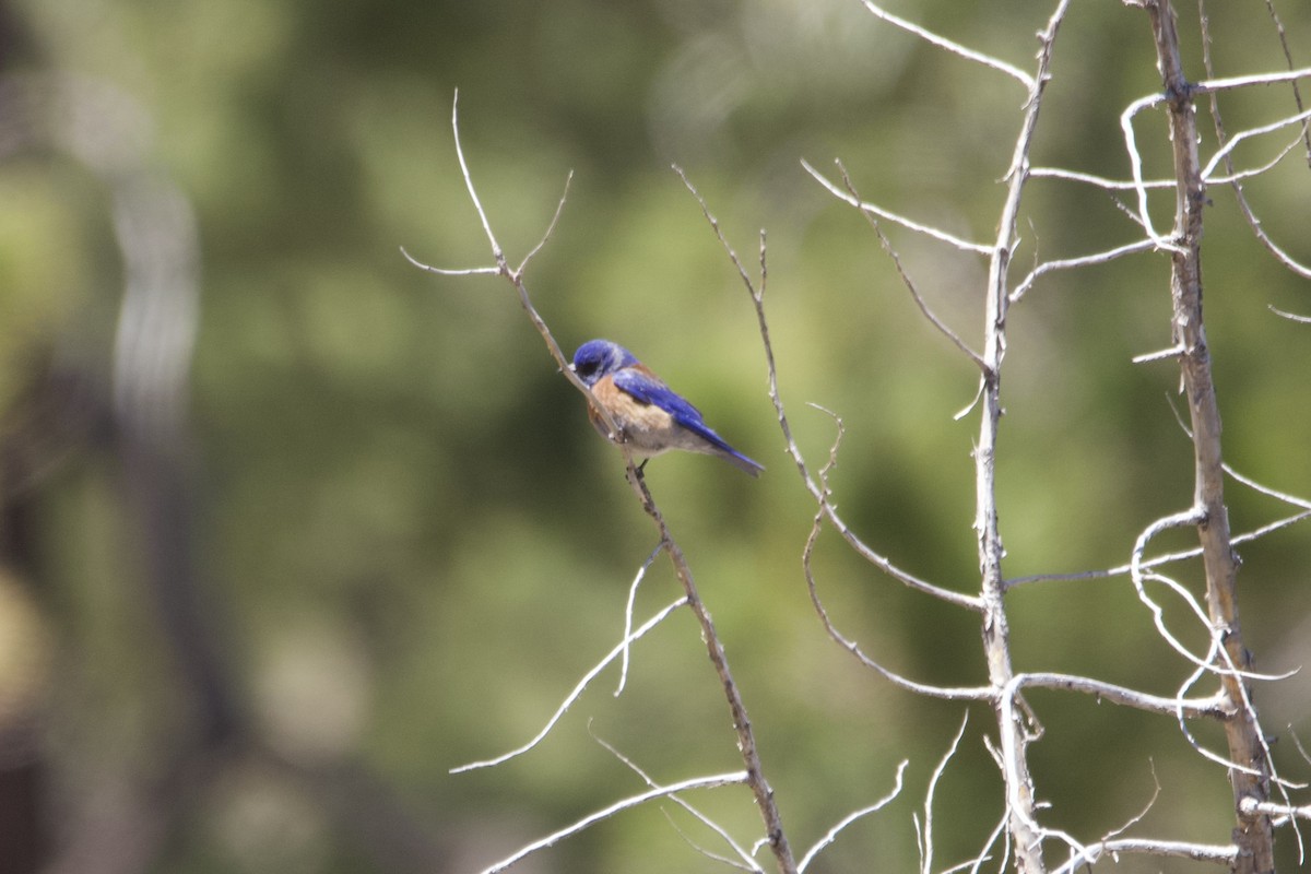 Western Bluebird - ML560158171