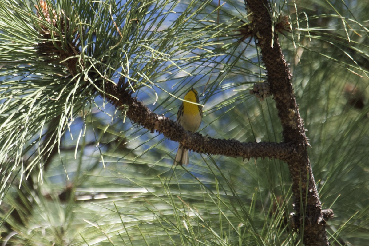 Grace's Warbler - Greg Hertler