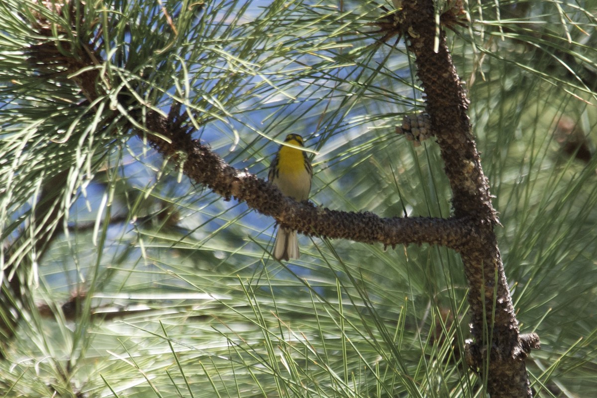 Grace's Warbler - Greg Hertler