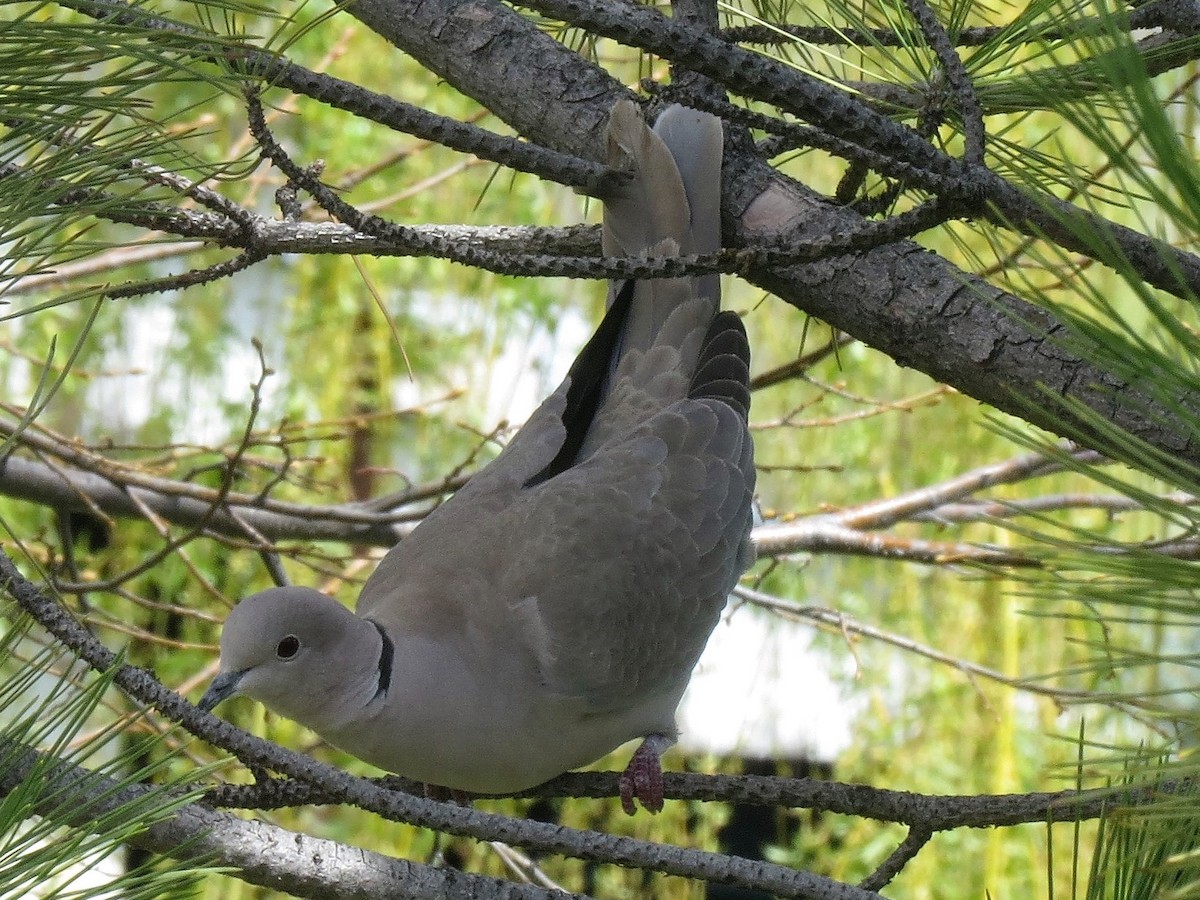 Eurasian Collared-Dove - ML56015861