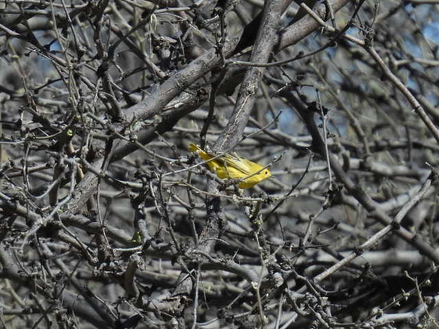 Yellow Warbler - Kelly Wright