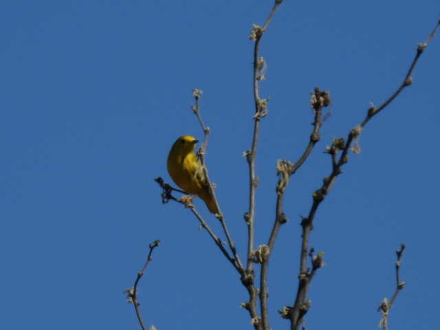 Yellow Warbler - Kelly Wright