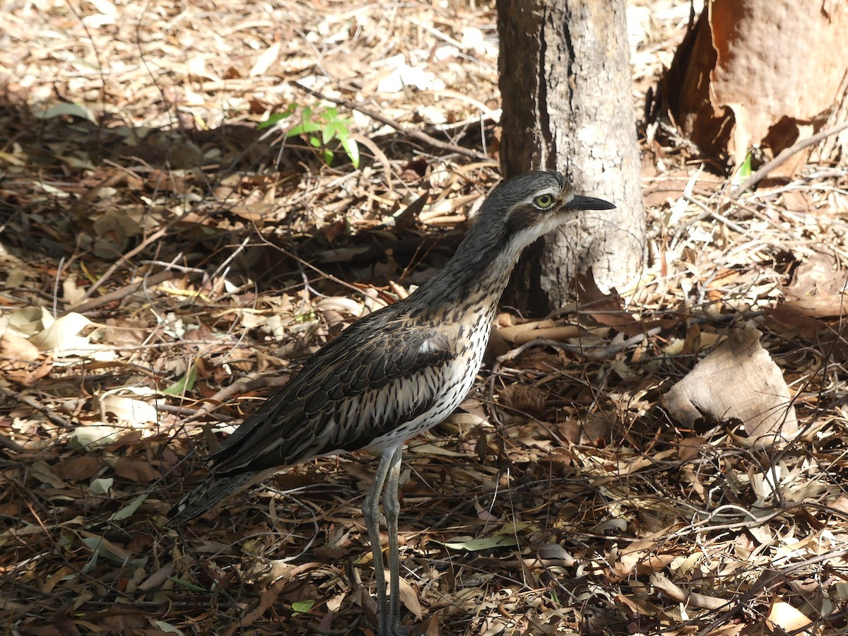 Bush Thick-knee - Andrew Sides