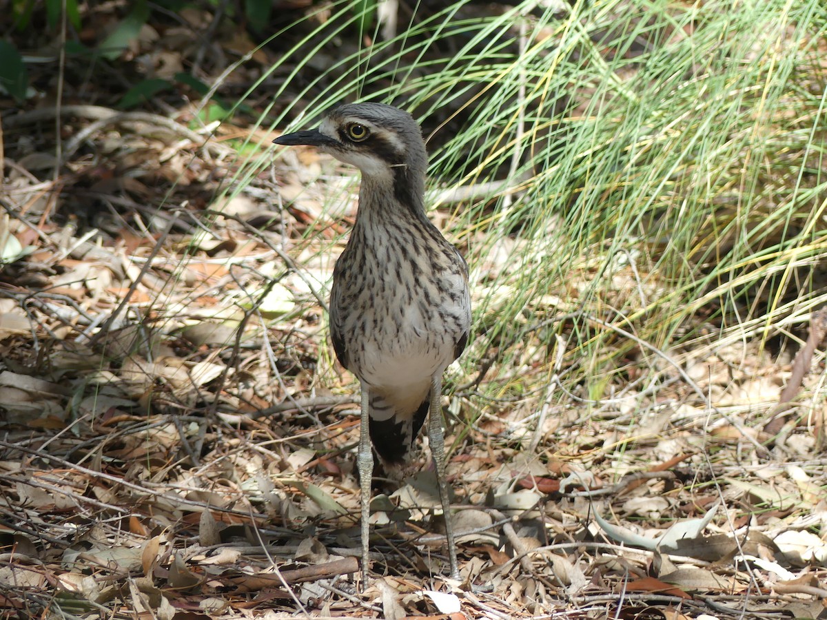Bush Thick-knee - Andrew Sides