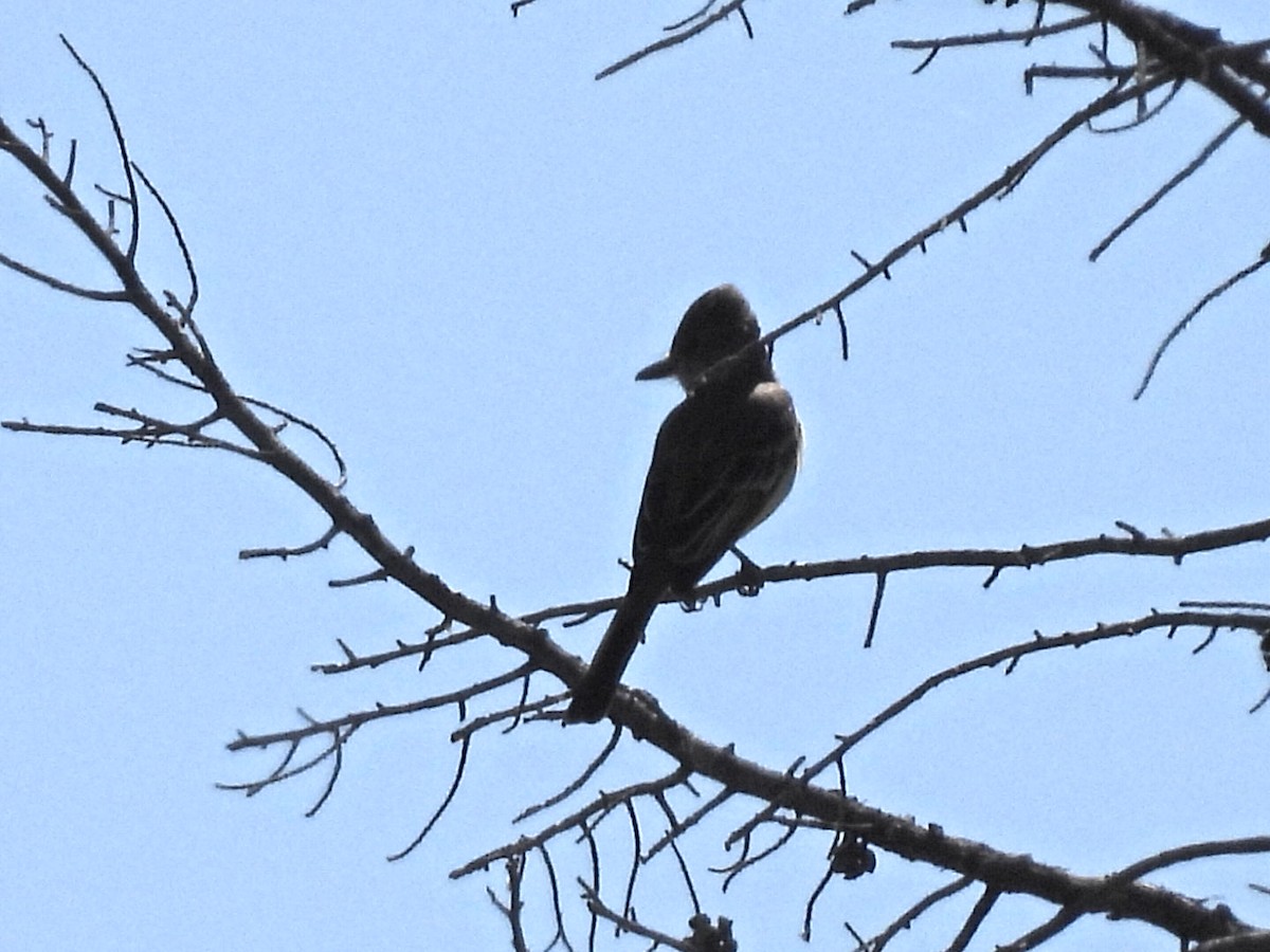 Brown-crested Flycatcher - ML560159361