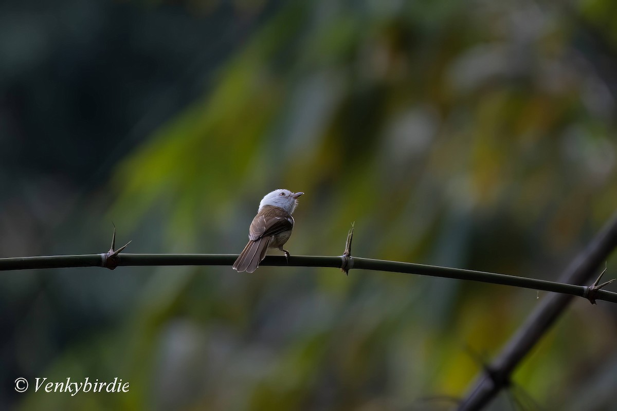 Timalí Cabeciblanco - ML560160091