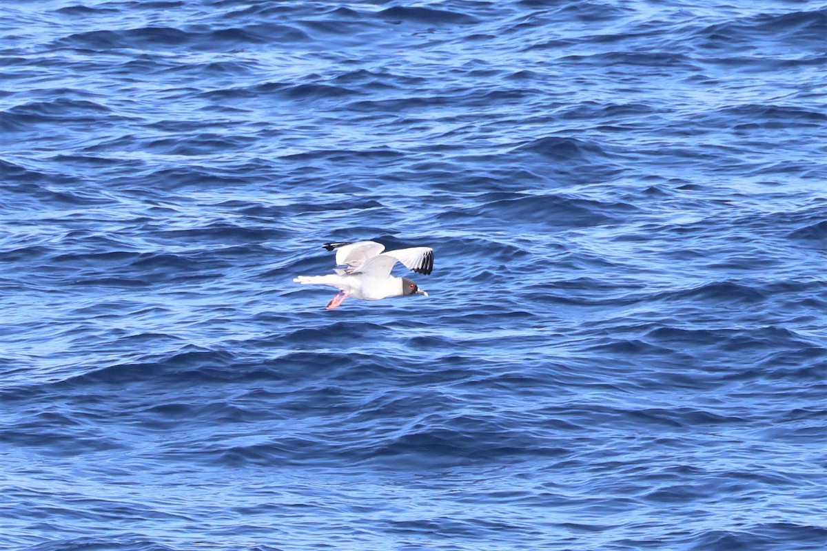 Swallow-tailed Gull - ML560160881