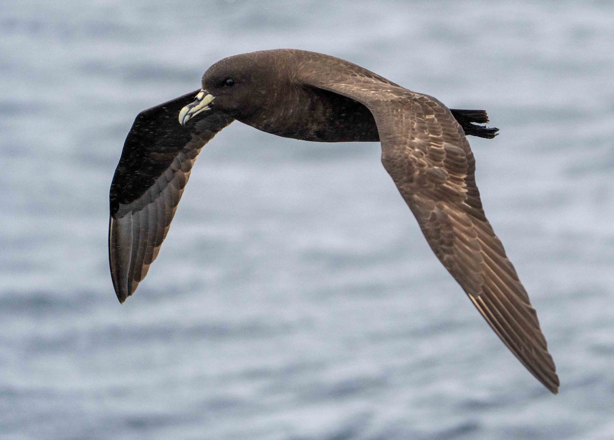 White-chinned Petrel - ML560160941