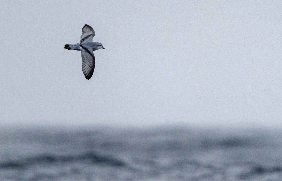 Fairy Prion - ML560161161