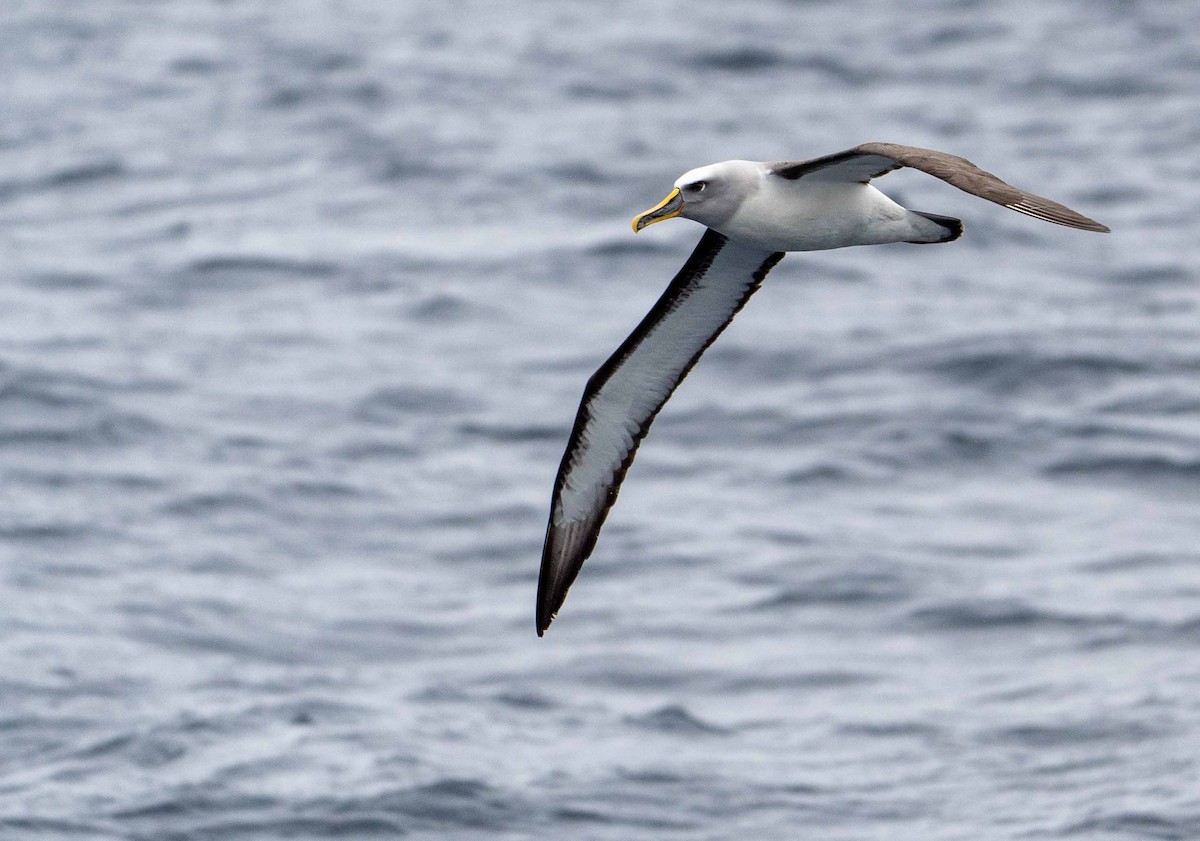 Buller's Albatross - ML560161221