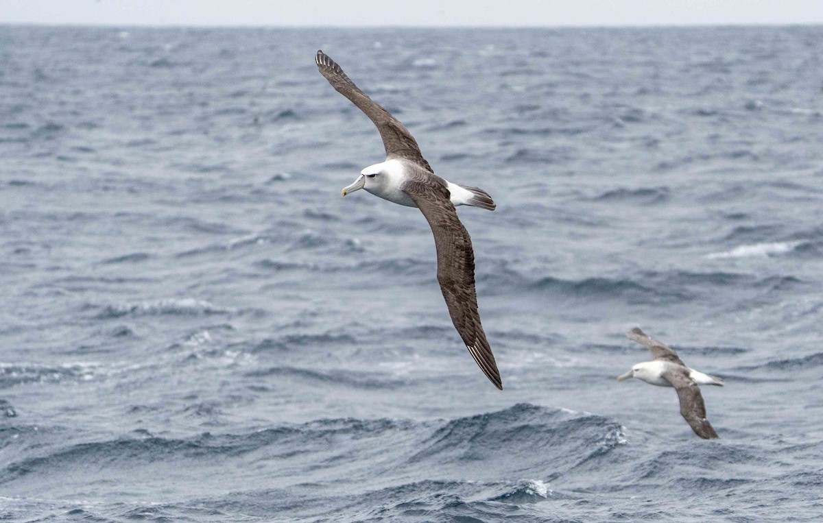 White-capped Albatross - ML560161291