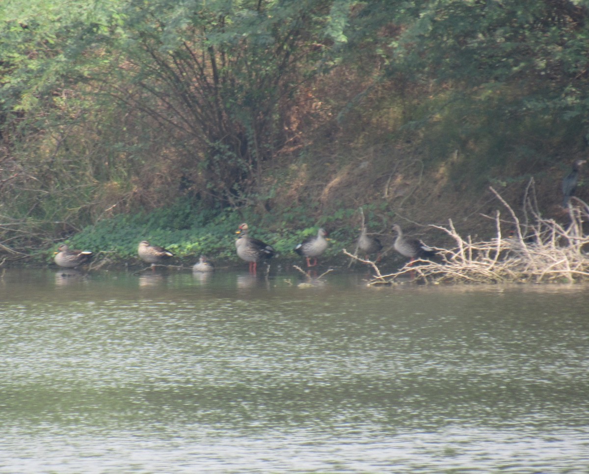 Indian Spot-billed Duck - Kalaimani Ayuthavel