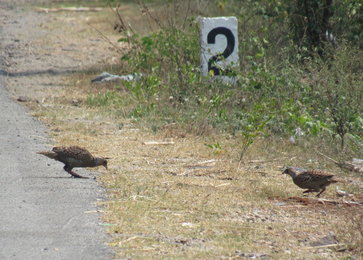 Gray Francolin - Kalaimani Ayuthavel