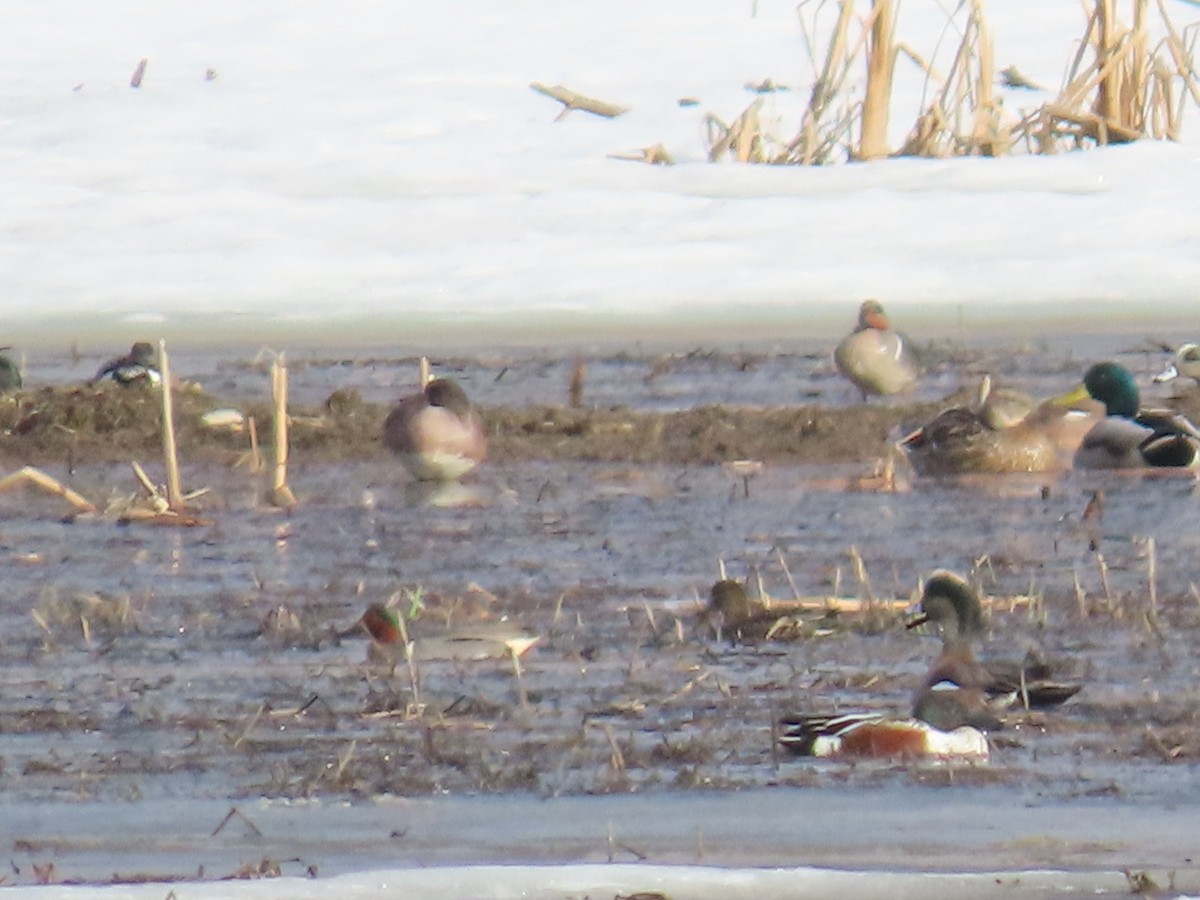 Green-winged Teal - ML560161591