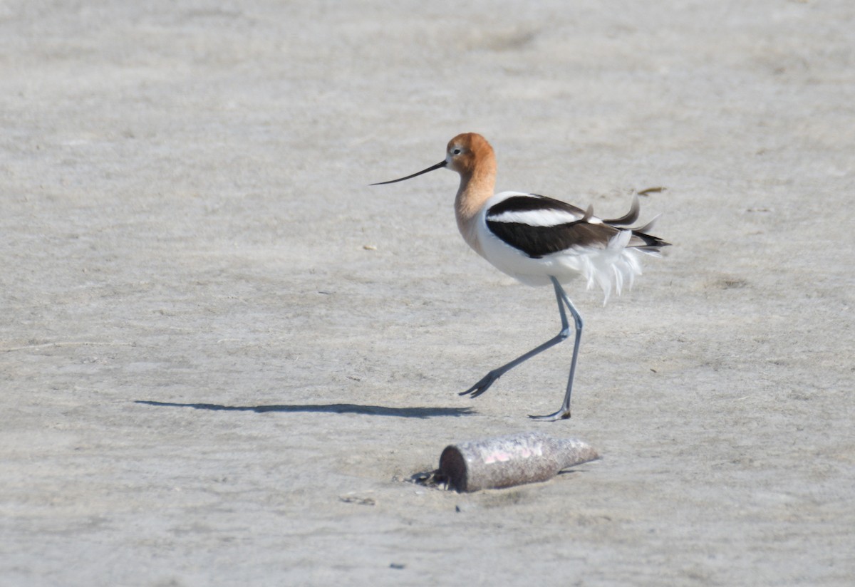 Avocette d'Amérique - ML560162121