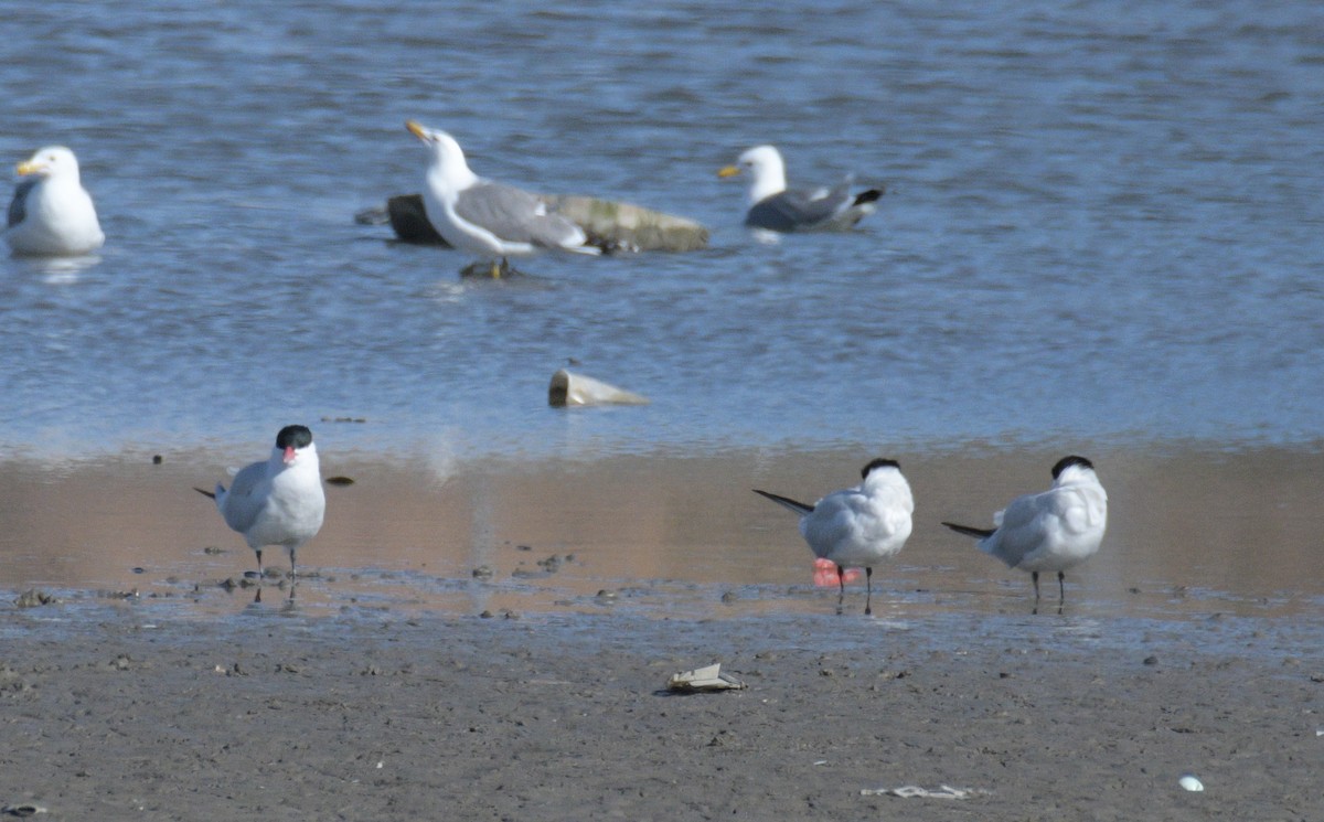 Caspian Tern - Esther Sumner