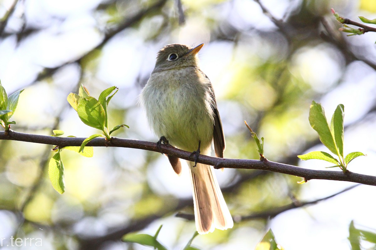 Western Flycatcher (Pacific-slope) - ML560162841