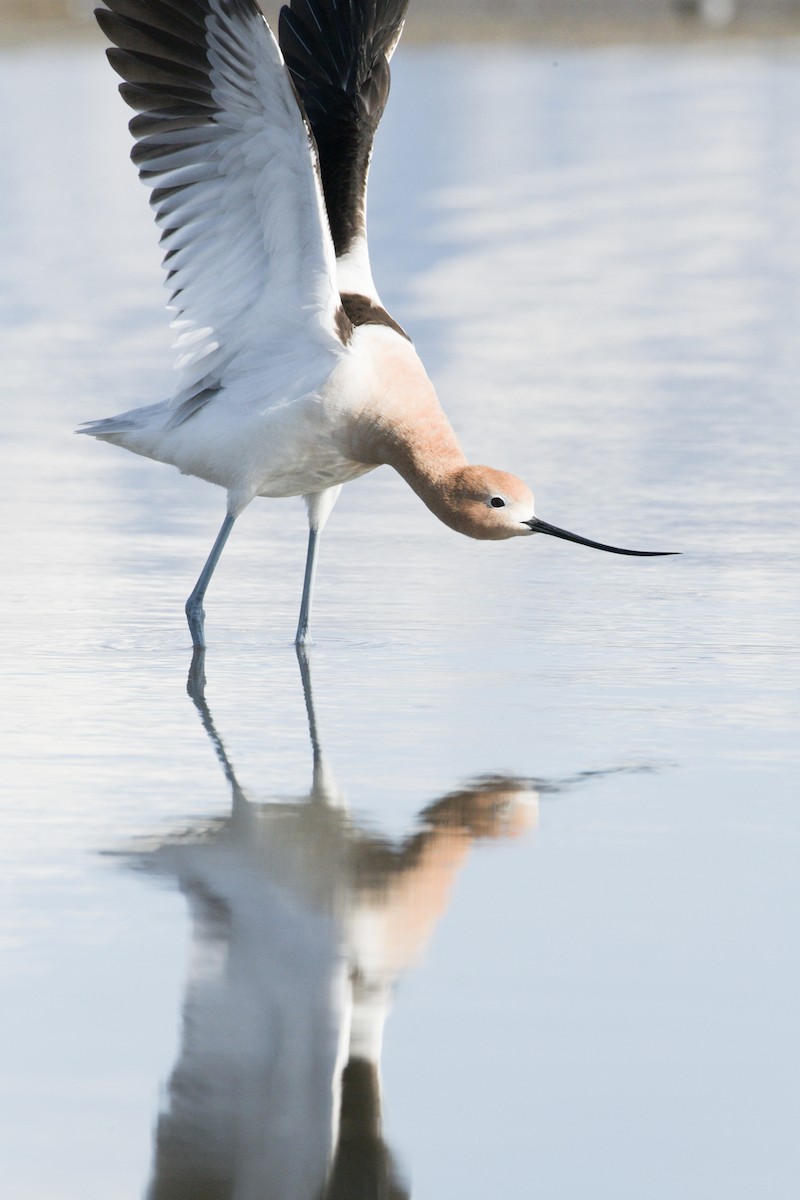 Avocette d'Amérique - ML560162851