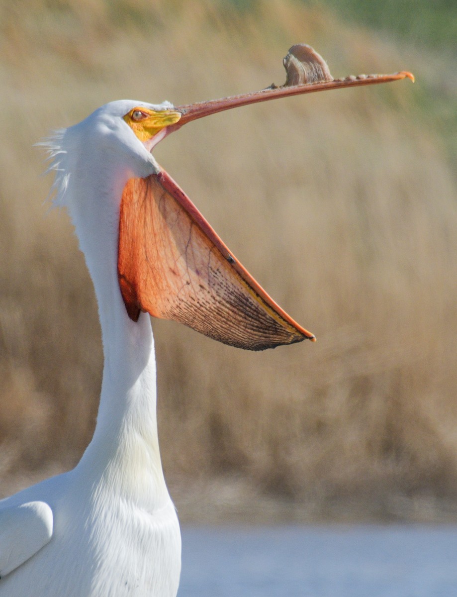 pelikán severoamerický - ML560163051