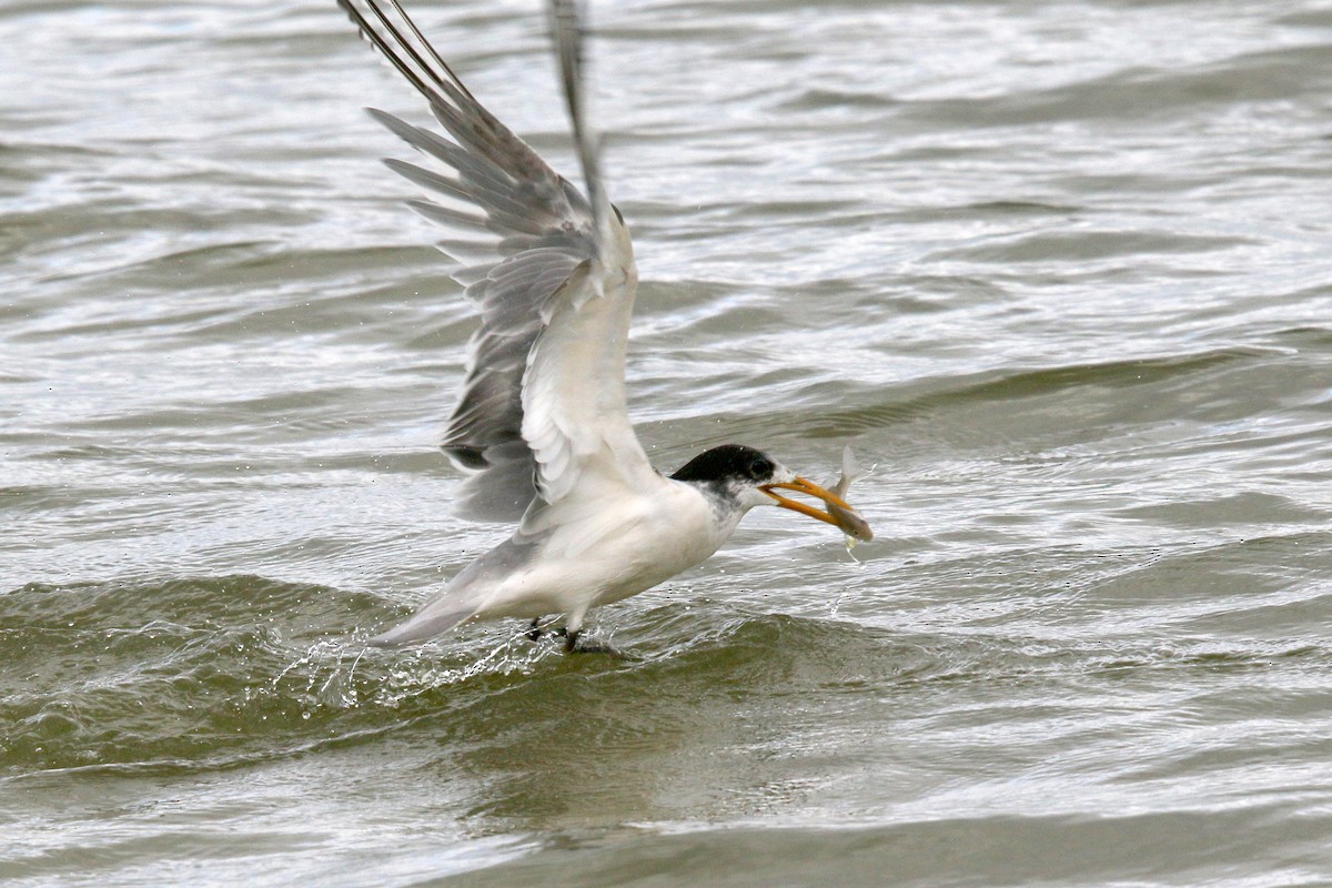 Great Crested Tern - ML560163091