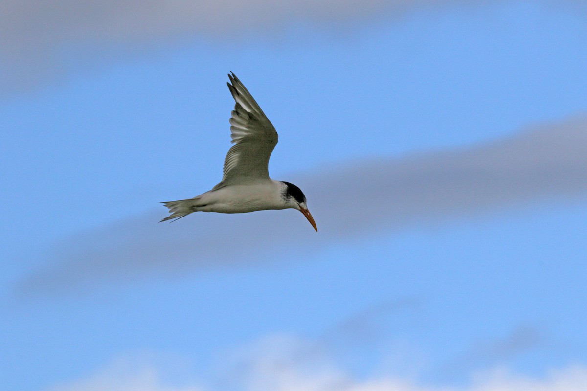 Great Crested Tern - ML560163101