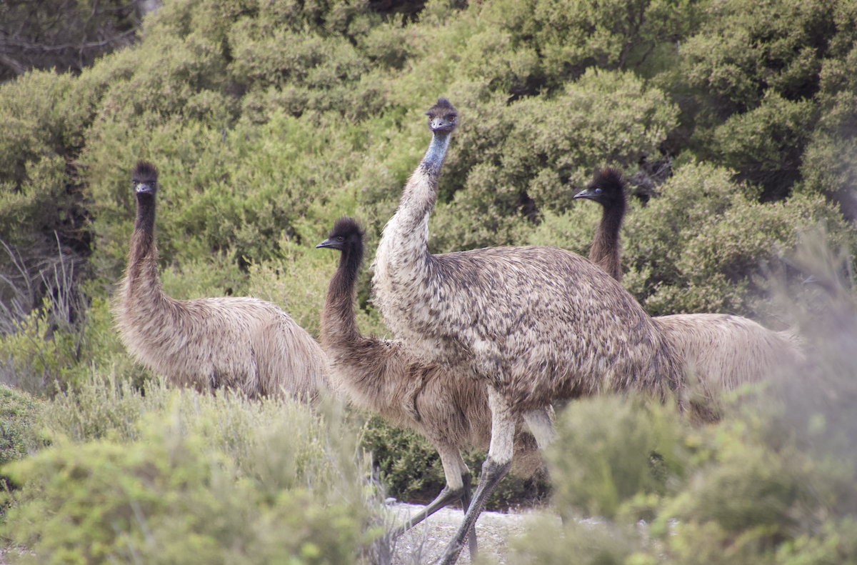 Émeu d'Australie - ML560163991