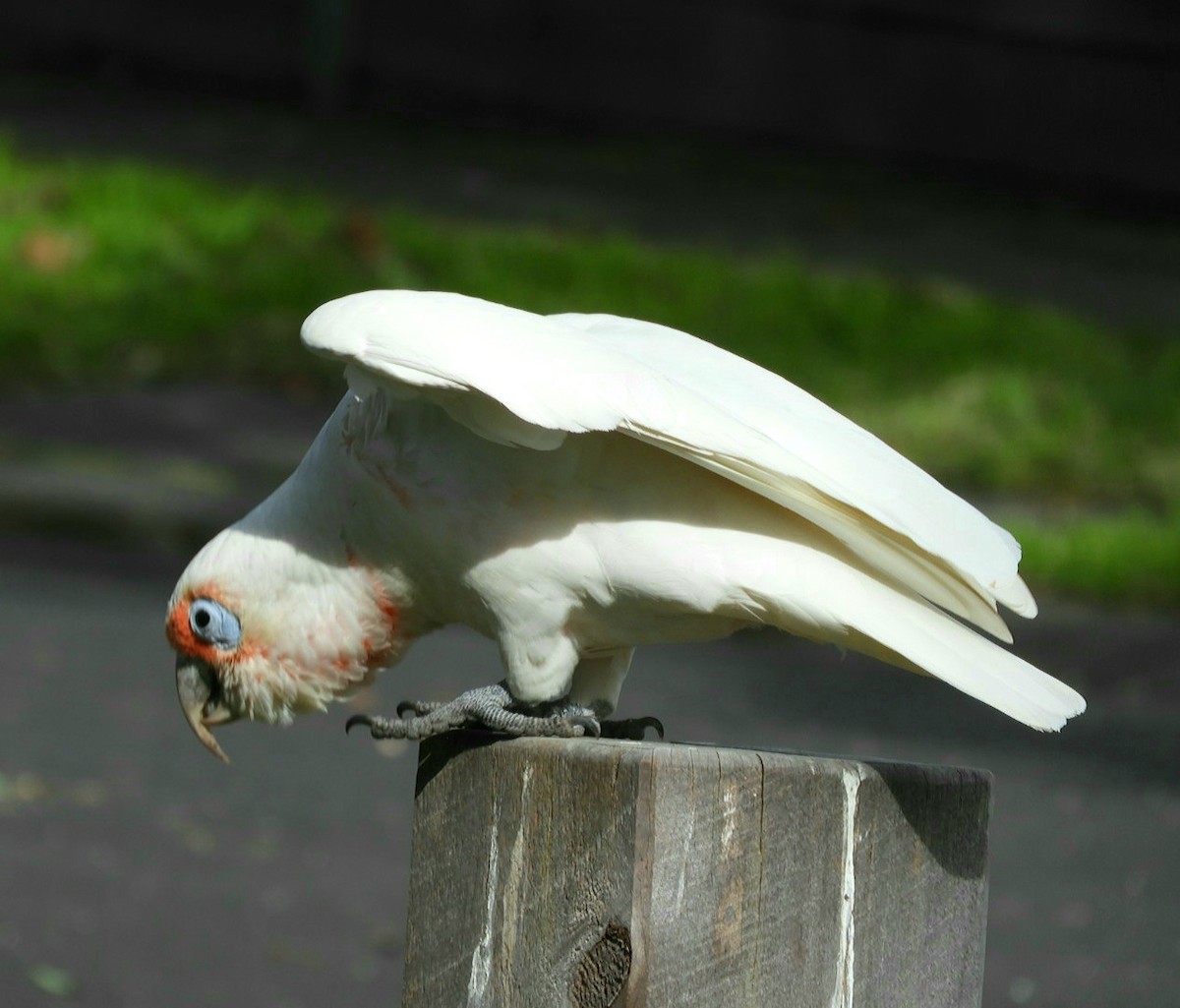 Long-billed Corella - ML560164301