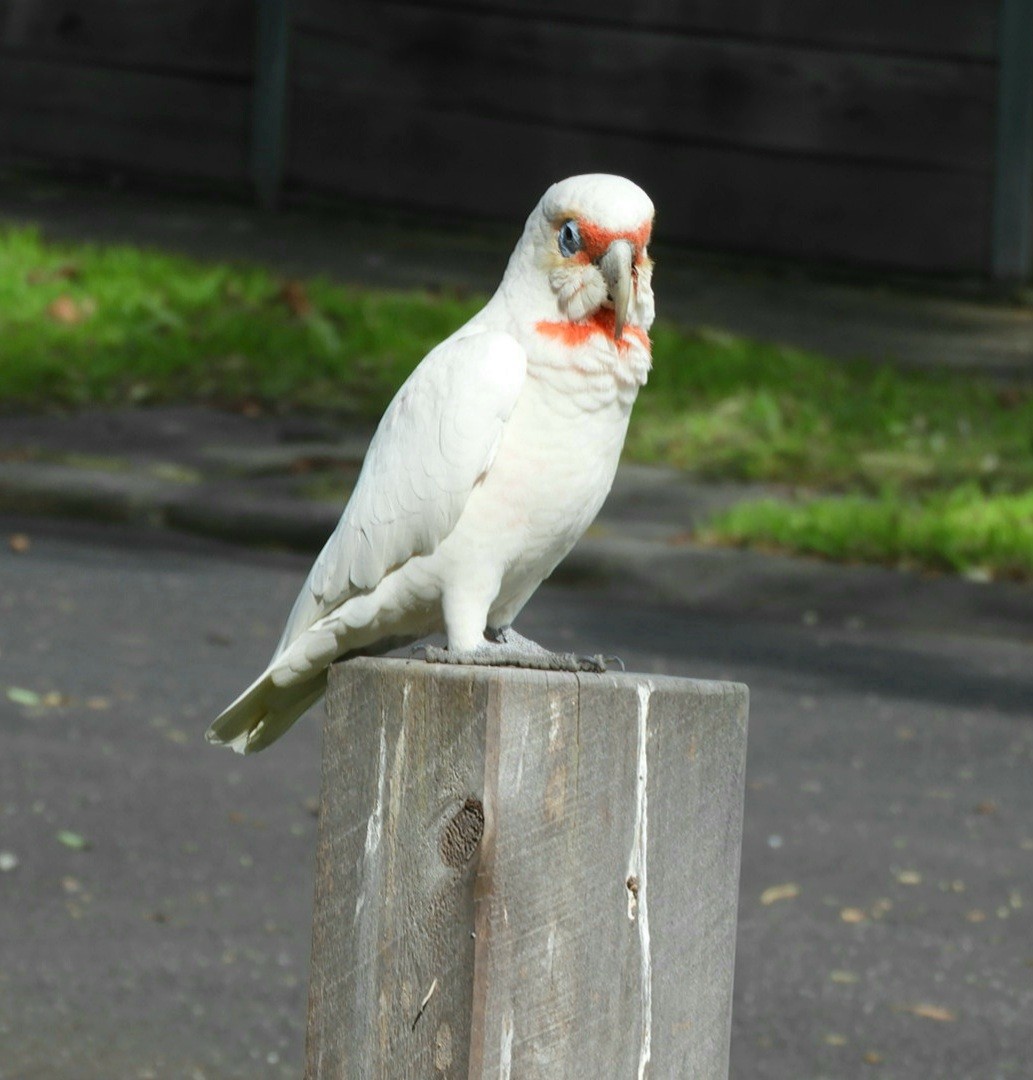 Long-billed Corella - ML560164311