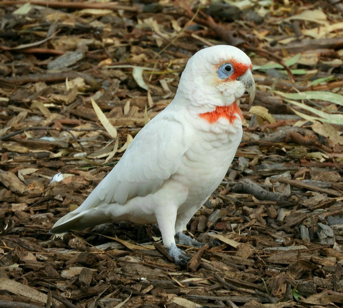 Long-billed Corella - ML560164321