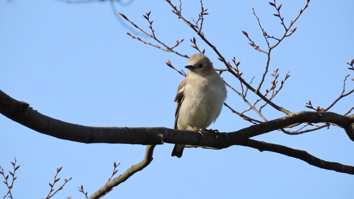 Chestnut-cheeked Starling - YUKIKO ISHIKAWA