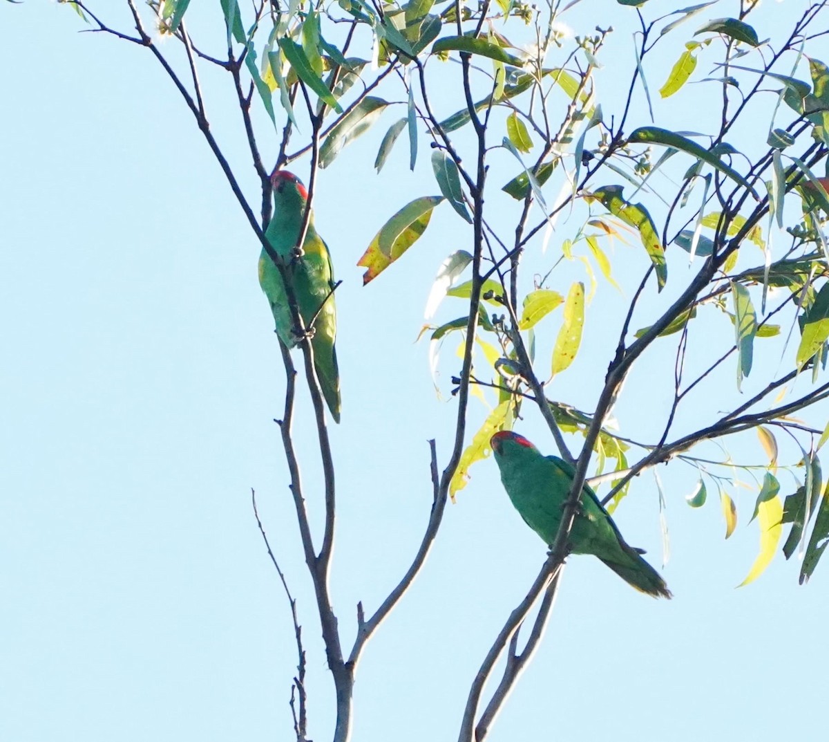 Musk Lorikeet - Ian Kerr