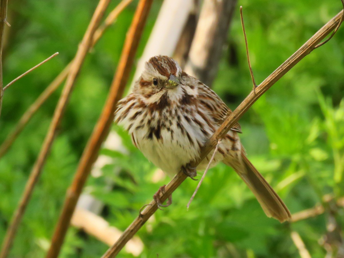 Song Sparrow - ML560169171