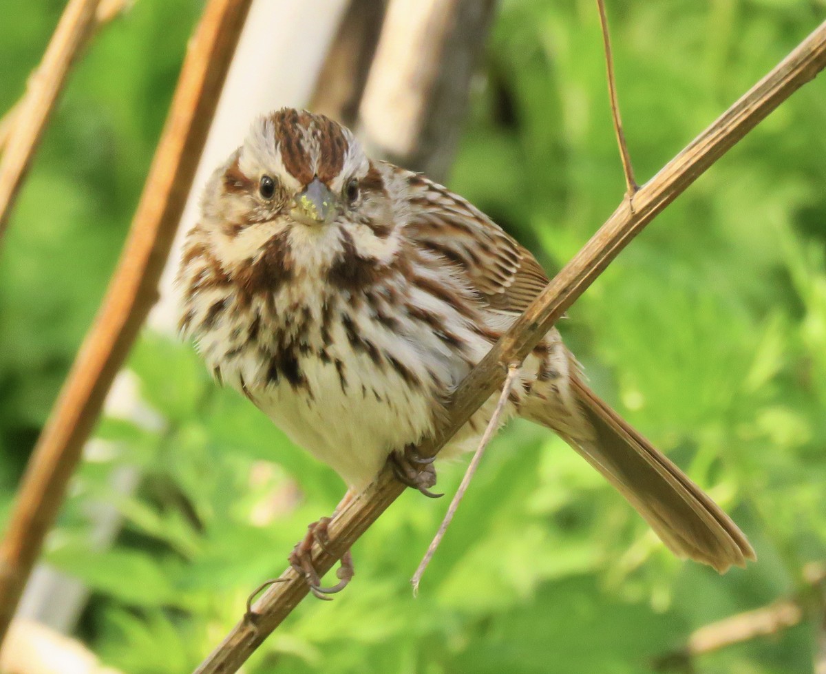 Song Sparrow - ML560169191