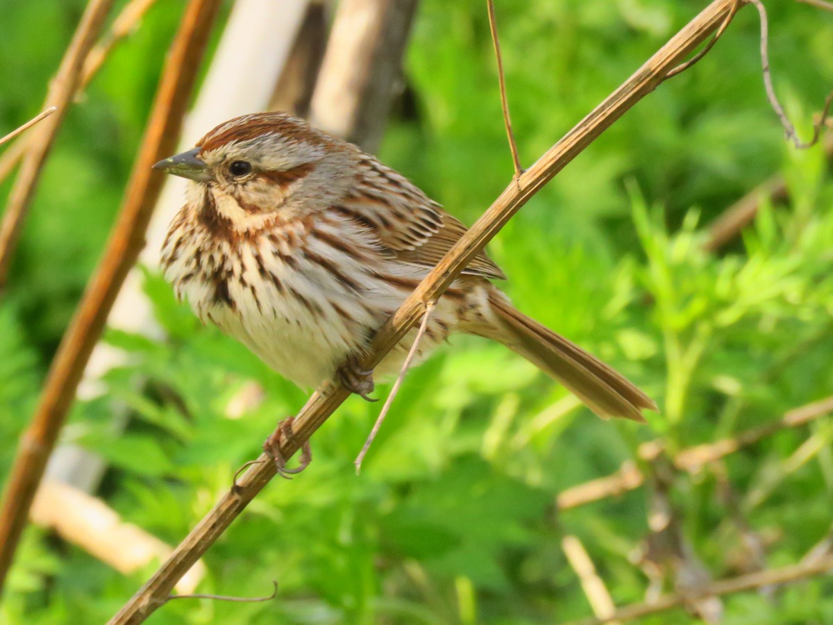 Song Sparrow - ML560169241