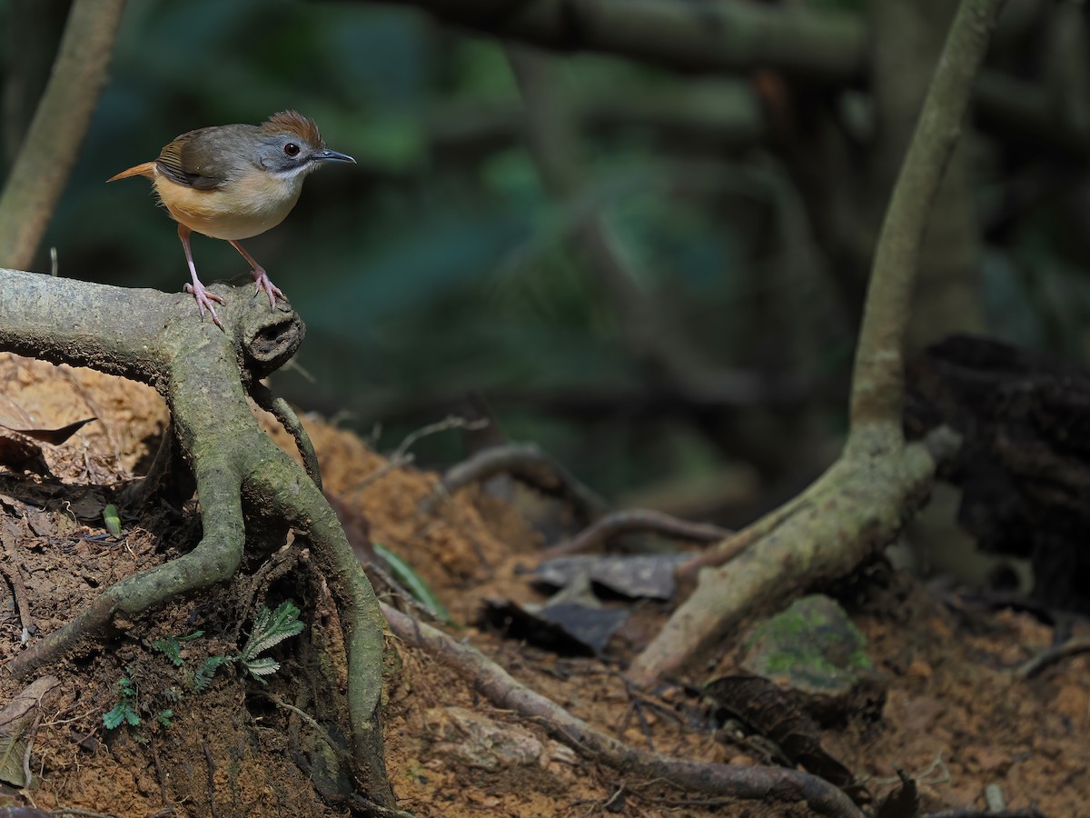 Short-tailed Babbler - James Eaton