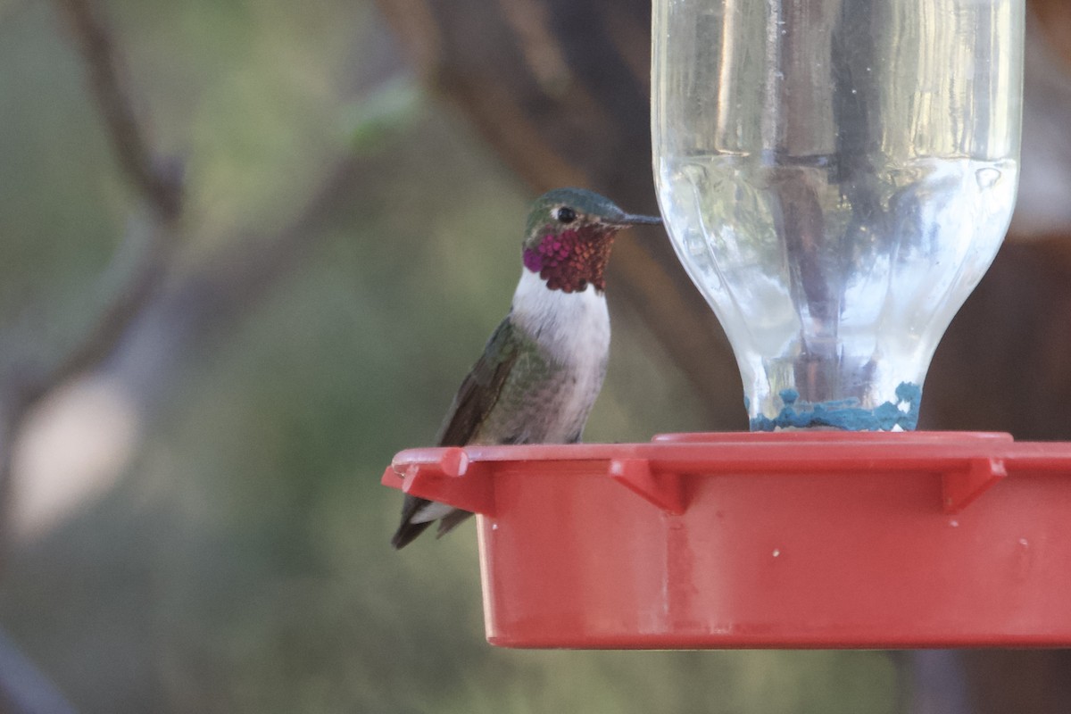 Broad-tailed Hummingbird - ML560170091