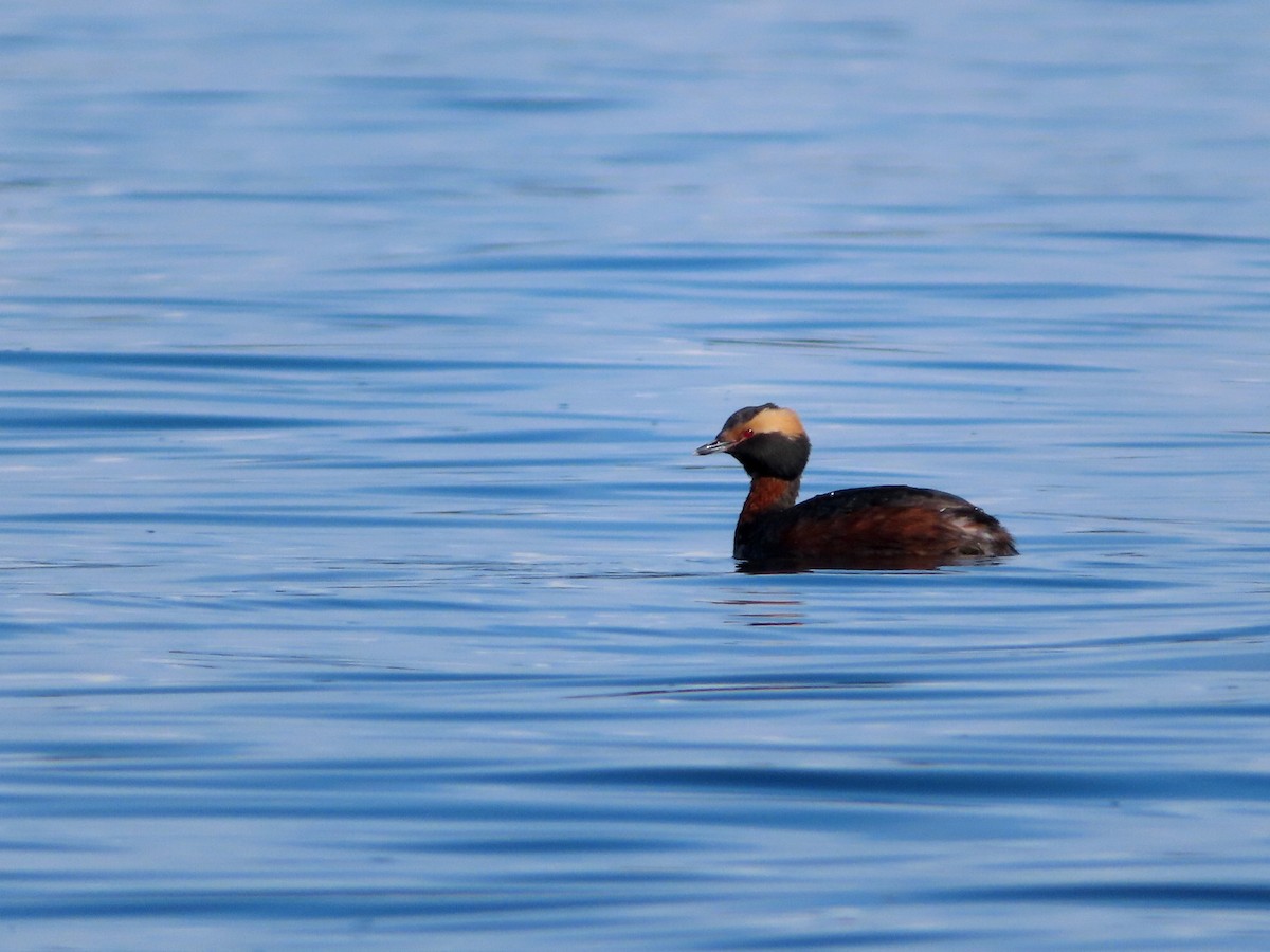 Horned Grebe - Kaichi Huang