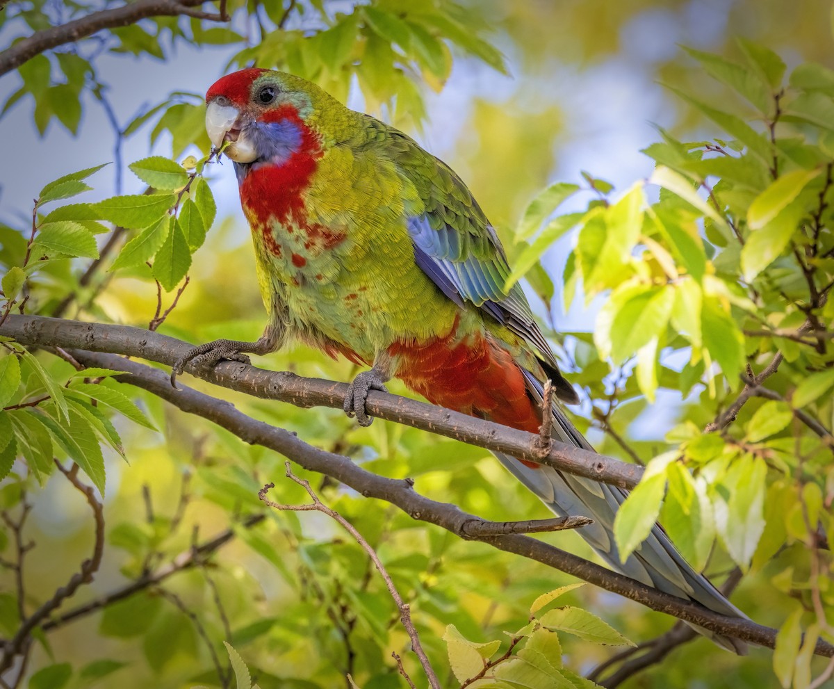 Crimson Rosella - ML560170251