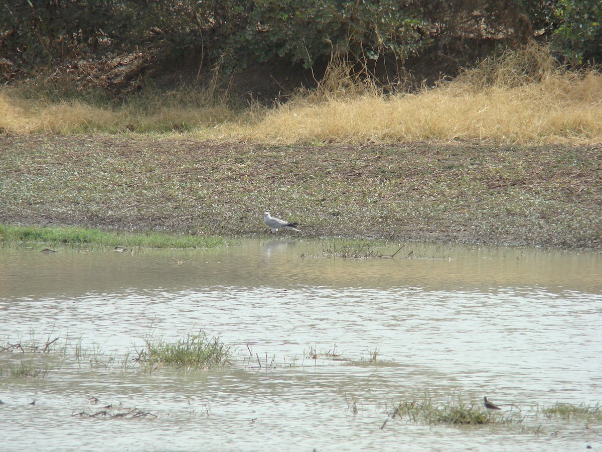 Pallid Harrier - ML560171391