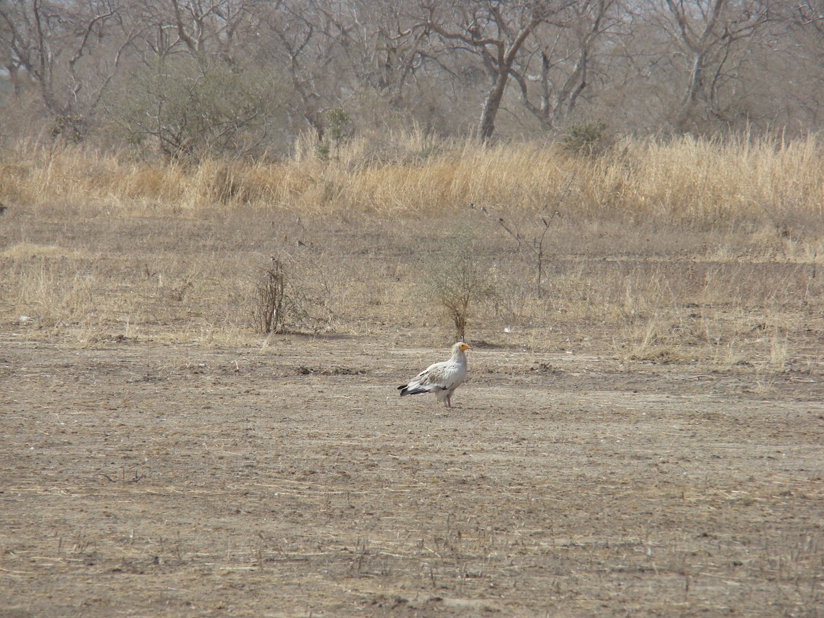 Egyptian Vulture - ML560171461